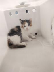Shelter Stray Female Cat last seen ST CHARLES CO, 4850 Mid Rivers Mall Dr, St Peters, MO 63376, USA
