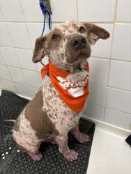 Shelter Stray Male Dog last seen Near BLOCK NE 151 ST, 3599 NW 79th Ave, Doral, FL 33122, USA