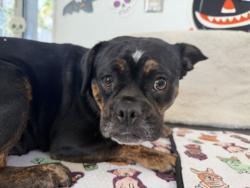 Shelter Stray Female Dog last seen , 957 N Gaffey St, San Pedro, CA 90731, USA