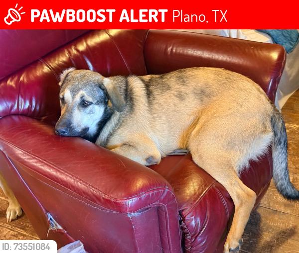Plano, TX Lost Male Dog, Shadow Is Missing | PawBoost