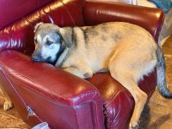 Lost Male Dog last seen Parker rd And Coit, Plano, TX 75075
