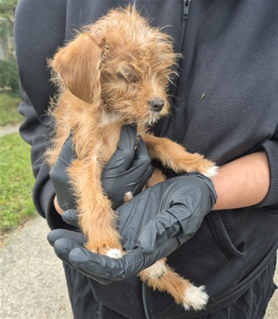 Shelter Stray Female Dog last seen Near BLOCK PINEWOOD ST, DETROIT, MI, 1431 E Ferry St, Detroit, MI 48211, USA