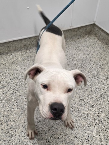 Shelter Stray Male Dog last seen Near BLOCK FENMORE ST DETROIT, MI48235, 1431 E Ferry St, Detroit, MI 48211, USA