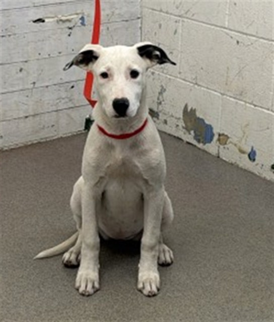 Shelter Stray Female Dog last seen LA SURTIDORA ON E ST, 333 Chandler Pl, San Bernardino, CA 92408, USA