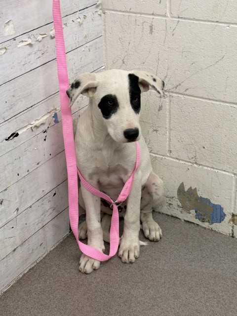 Shelter Stray Male Dog last seen LA SURTIDORA ON E ST, 333 Chandler Pl, San Bernardino, CA 92408, USA