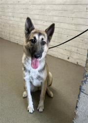 Shelter Stray Female Dog last seen SAN BERNARDINO X JUNIPER, 333 Chandler Pl, San Bernardino, CA 92408, USA