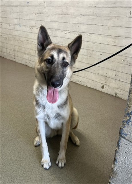 Shelter Stray Female Dog last seen SAN BERNARDINO X JUNIPER, 333 Chandler Pl, San Bernardino, CA 92408, USA