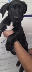 Shelter Stray Female Dog last seen HOLLY X JUNIPER, 333 Chandler Pl, San Bernardino, CA 92408, USA