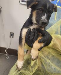 Shelter Stray Male Dog last seen , 4000 N Silverbell Rd, Tucson, AZ 85745, USA