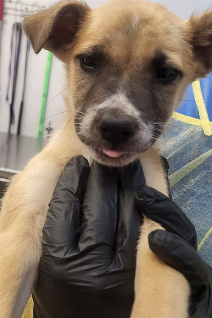 Shelter Stray Male Dog last seen , 4000 N Silverbell Rd, Tucson, AZ 85745, USA