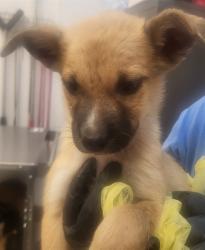 Shelter Stray Male Dog last seen , 4000 N Silverbell Rd, Tucson, AZ 85745, USA