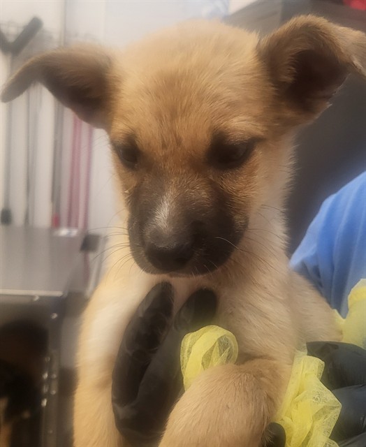 Shelter Stray Male Dog last seen , 4000 N Silverbell Rd, Tucson, AZ 85745, USA