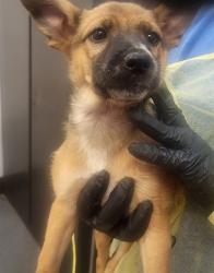 Shelter Stray Female Dog last seen , 4000 N Silverbell Rd, Tucson, AZ 85745, USA