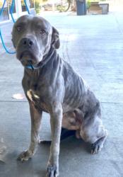 Shelter Stray Male Dog last seen , 1850 W 60th St, Los Angeles, CA 90047, USA