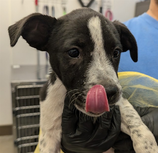Shelter Stray Female Dog last seen , 4000 N Silverbell Rd, Tucson, AZ 85745, USA