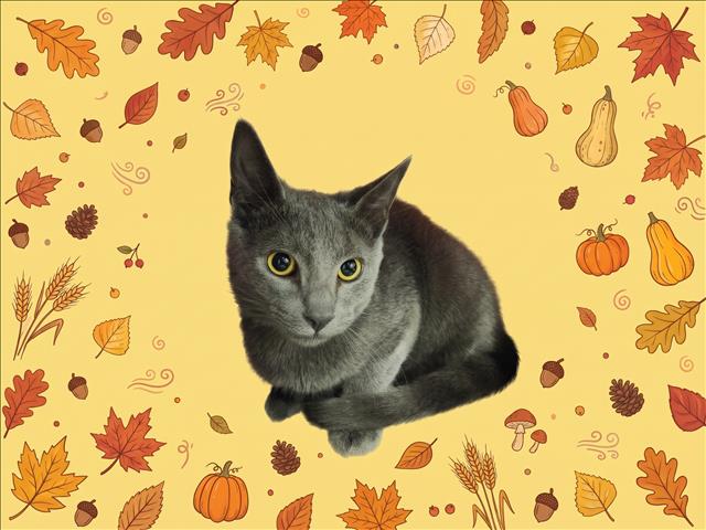 Shelter Stray Male Cat last seen , 1850 W 60th St, Los Angeles, CA 90047, USA