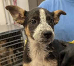 Shelter Stray Female Dog last seen , 4000 N Silverbell Rd, Tucson, AZ 85745, USA