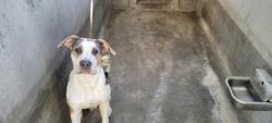 Shelter Stray Male Dog last seen , 1850 W 60th St, Los Angeles, CA 90047, USA