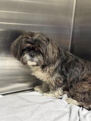 Shelter Stray Unknown Dog last seen Near BLOCK W ATLANTIC BLVD POMPANO BEACH FL 33069, 2400 SW 42nd St, Fort Lauderdale, FL 33312, USA