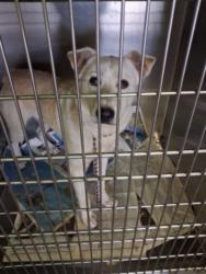 Shelter Stray Male Dog last seen , 1850 W 60th St, Los Angeles, CA 90047, USA