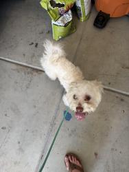 Found/Stray Male Dog last seen La Verne between Garey and Arrow, La Verne, CA 91767