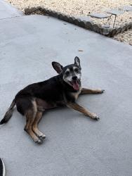 Reunited Male Dog last seen Buena Vista, Holiday, FL 34691
