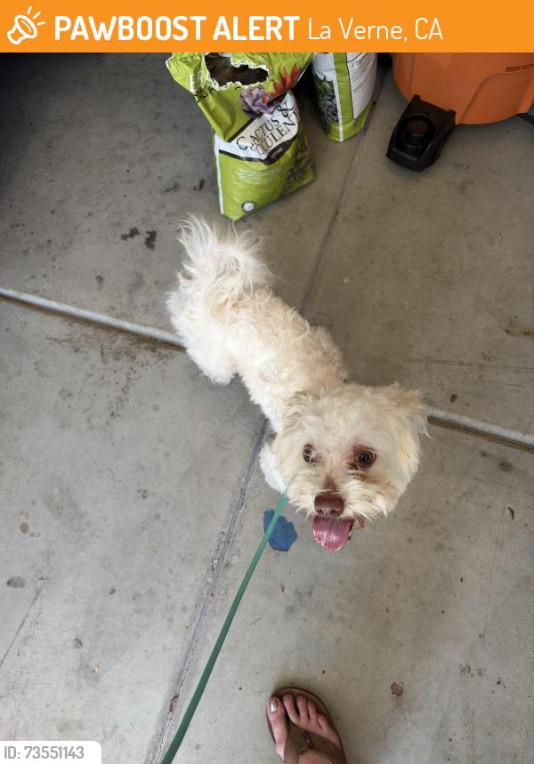 Found/Stray Male Dog last seen La Verne between Garey and Arrow, La Verne, CA 91767
