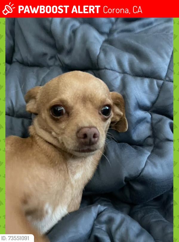 Lost Male Dog last seen Behind Starbucks and staterbros, Corona, CA 92879