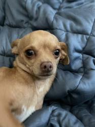 Lost Male Dog last seen Behind Starbucks and staterbros, Corona, CA 92879