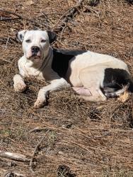 Found/Stray Unknown Dog last seen Thirteen Forks Ford, Elbert County, GA 30634