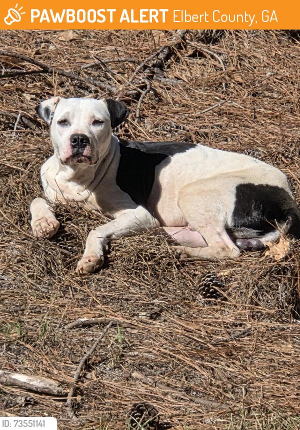 Found/Stray Unknown Dog last seen Thirteen Forks Ford, Elbert County, GA 30634