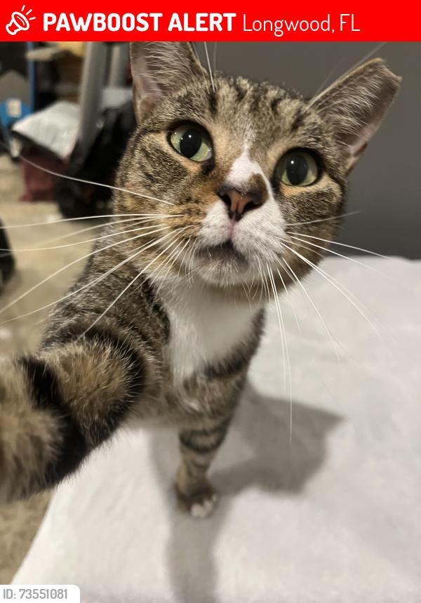 Lost Male Cat last seen East Lake Brantley Shores neighborhood, located behind Go Travel on 434 and East Lake Brantley Dr, Longwood, FL 32779
