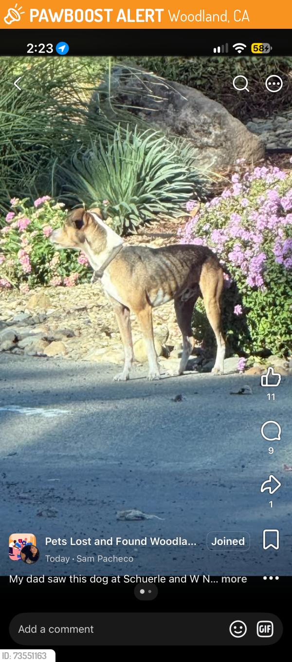 Found/Stray Male Dog last seen Sierra and cottonwood, Woodland, CA 95695