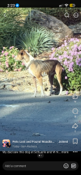 Found/Stray Male Dog last seen Sierra and cottonwood, Woodland, CA 95695