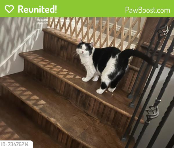 Reunited Female Cat last seen Firestone Cir Windstone Dr, South Jordan, UT 84009