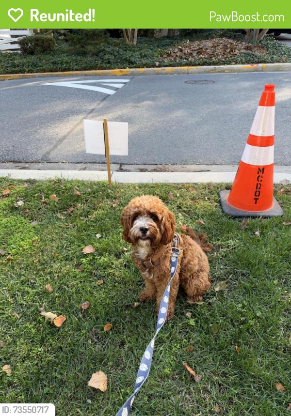 Reunited Female Dog last seen Dorset Avenue, Montgomery County, MD 20815