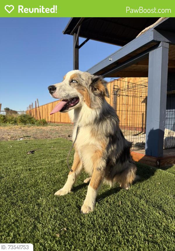 Reunited Female Dog last seen s corral hollow rd, Tracy, CA 95304