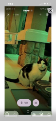 Found/Stray Unknown Cat last seen Rue and Del Rio, Jacksonville, FL 32258