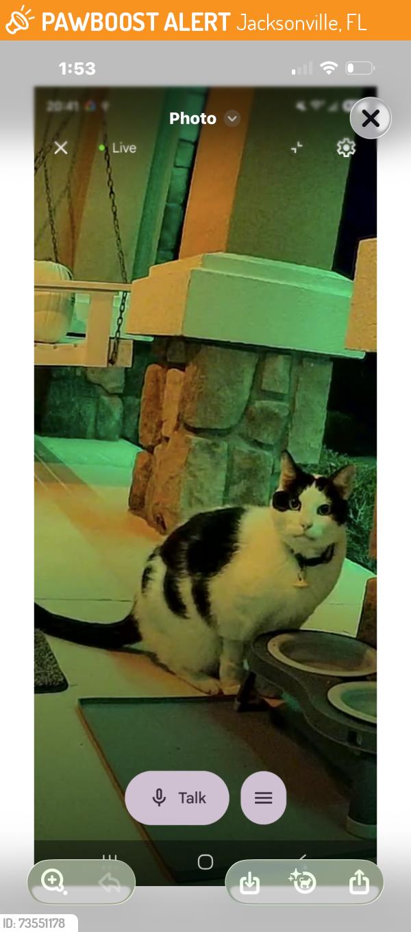 Found/Stray Unknown Cat last seen Rue and Del Rio, Jacksonville, FL 32258