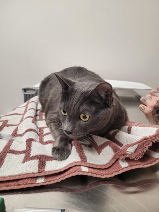 Shelter Stray Male Cat last seen EL MERCADO DR at CHETTENHAM DR, Rancho Cordova, CA, 6201 Florin Perkins Rd, Sacramento, CA 95828, USA