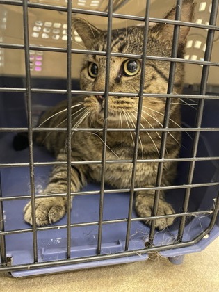 Shelter Stray Unknown Cat last seen Near 85th St, Vero Beach, FL, 6230 77th St, Vero Beach, FL 32967, USA