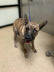 Shelter Stray Female Dog last seen Near NE 28th St, North District, TX, 355 Hillshire Dr, Haslet, TX 76052, USA
