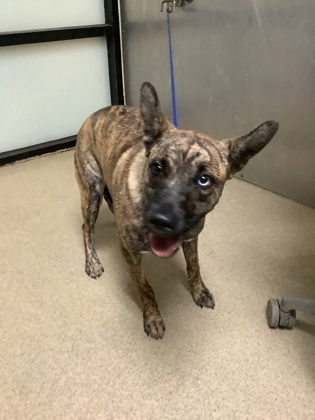 Shelter Stray Female Dog last seen Near NE 28th St, North District, TX, 355 Hillshire Dr, Haslet, TX 76052, USA