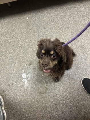 Shelter Stray Male Dog last seen Near MOORE ST, Middletown, OH, 1820 Princeton Rd, Hamilton, OH 45011, USA