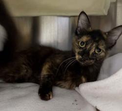 Shelter Stray Female Cat last seen Near Glengyle Apt H3, 21215, MD, 2490 Giles Rd, Baltimore, MD 21225, USA