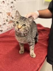 Shelter Stray Male Cat last seen 155N N Streeper Street, 21224, MD, 2490 Giles Rd, Baltimore, MD 21225, USA