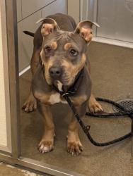 Shelter Stray Female Dog last seen Fleet & Gertrude, 4th District, OH, 9203 Detroit Ave, Cleveland, OH 44102, USA