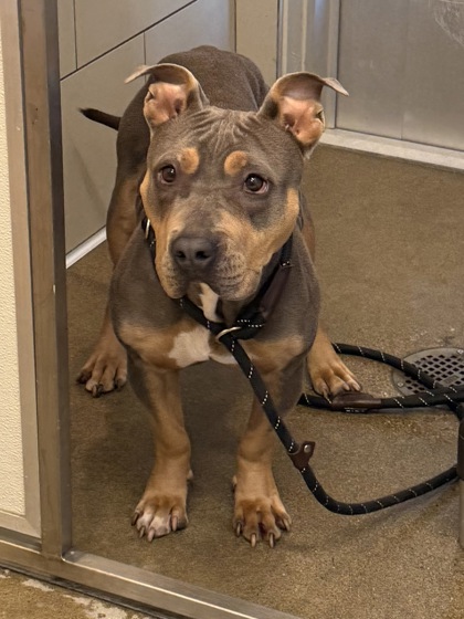 Shelter Stray Female Dog last seen Fleet & Gertrude, 4th District, OH, 9203 Detroit Ave, Cleveland, OH 44102, USA