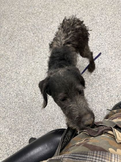 Shelter Stray Male Dog last seen Dow Drive, Knox County GP, TN, 3201 Division St, Knoxville, TN 37919, USA