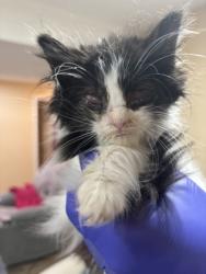 Shelter Stray Female Cat last seen Alexandria, VA, 22306, Richmond hwy & Fairview Dr, Fairfax County, VA, 4500 West Ox Rd, Fairfax, VA 22030, USA